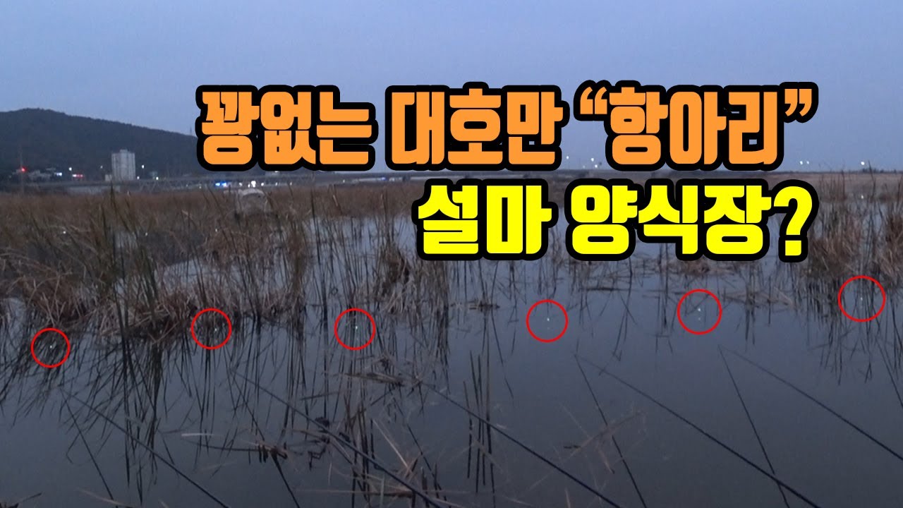가온[붕어보트낚시]Ver155. 순간 양식장에 온줄...대호만 항아리 포인트 좋네!