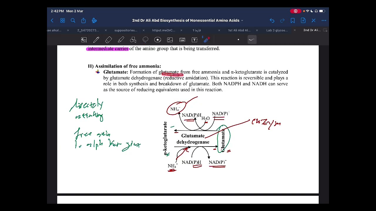 Biosynthesis of Nonessential Amino Acids