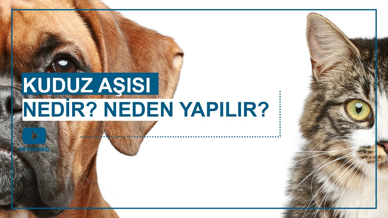 Kedi/Köpek Kuduz Aşısı Nedir? Neden Yapılır? [Detaylı Anlatım]