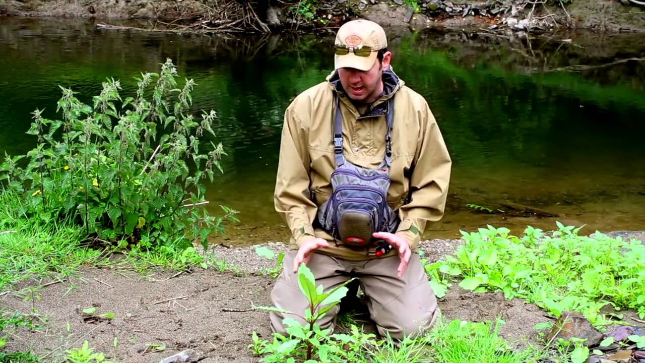 Eradicating Himalayan Balsam