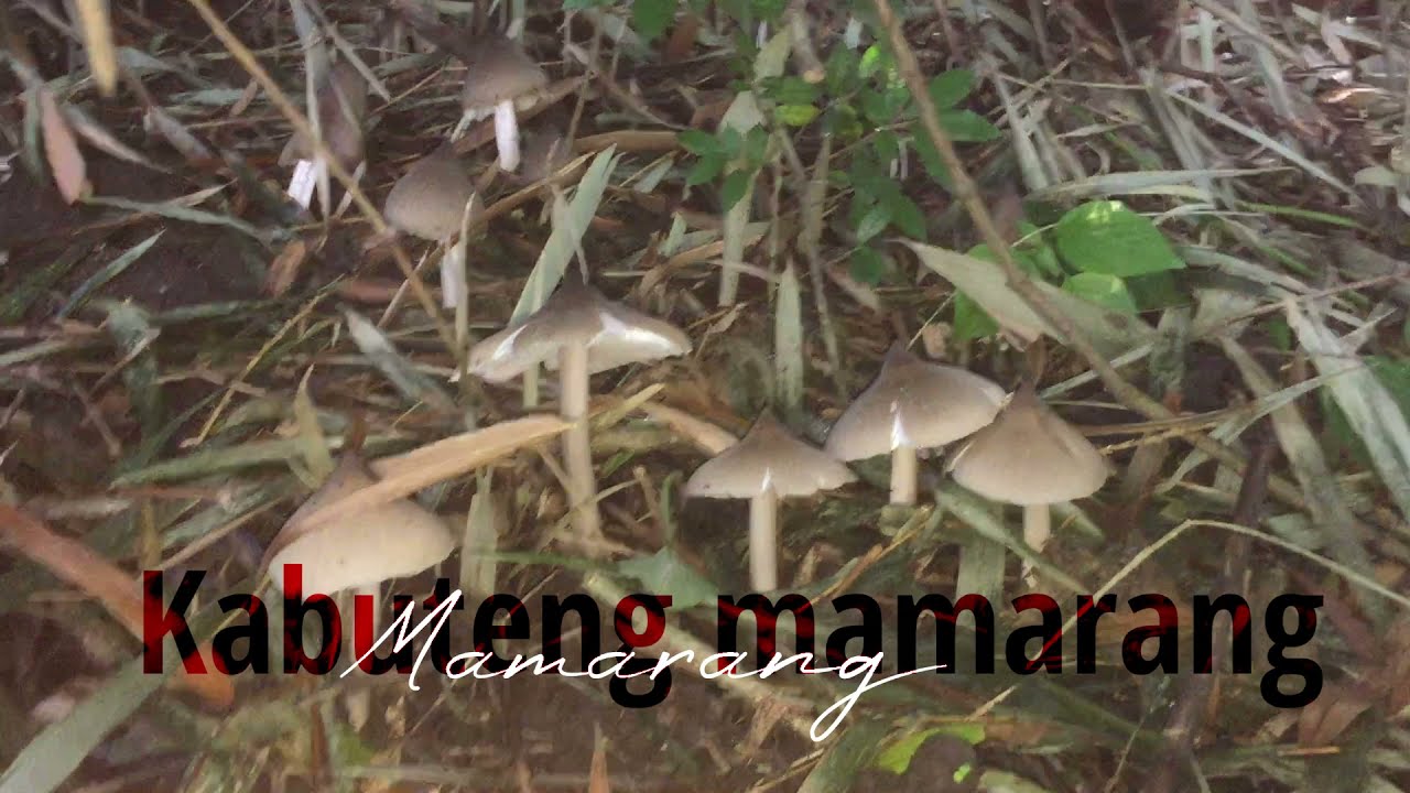 Pangunguha ng kabuteng mamarang