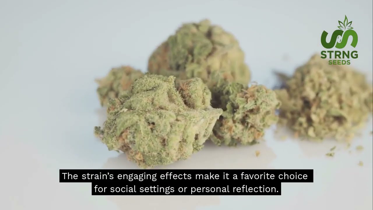 Northern Lights: Genetics, Aroma and Growing Tips - STRNG Seeds