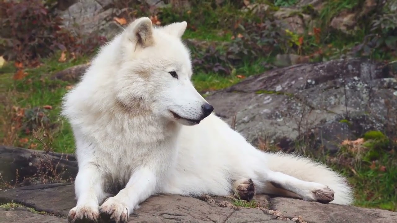 The evolution of dogs: Wolves to woofs!
