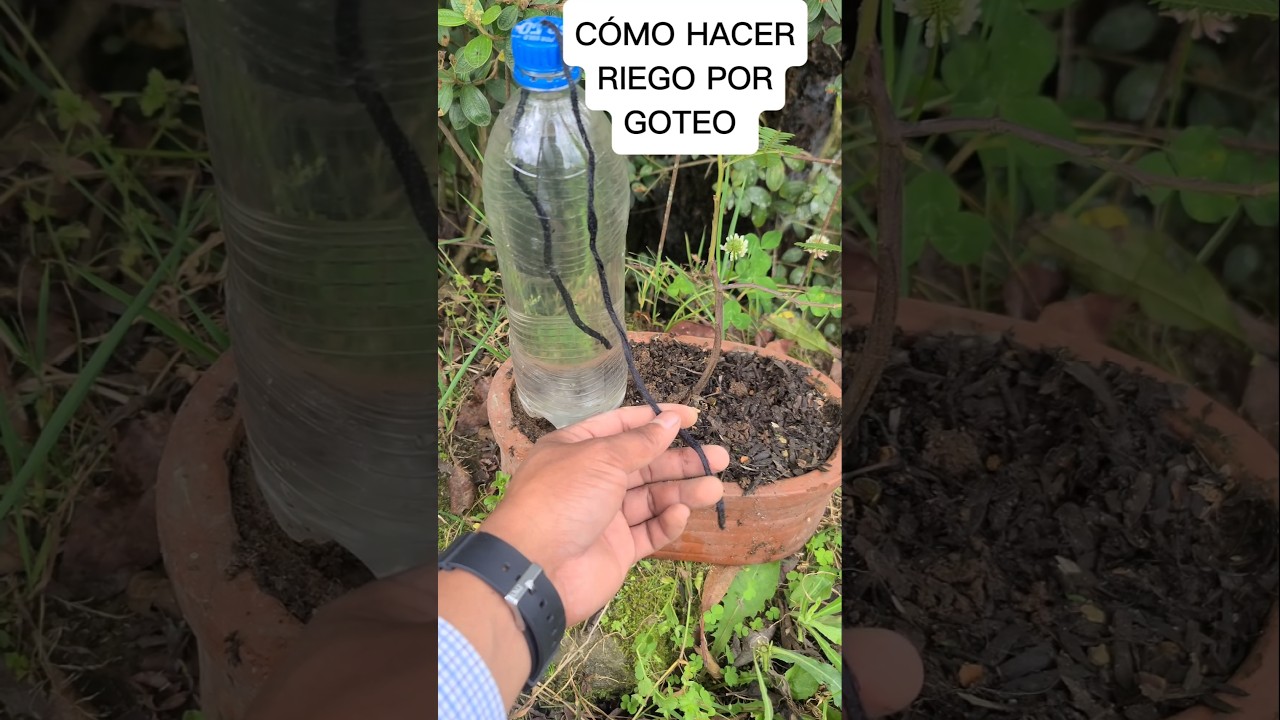 C&oacute;mo hacer riego por goteo con un cord&oacute;n y buena botella #plantas #agricultura #jardin