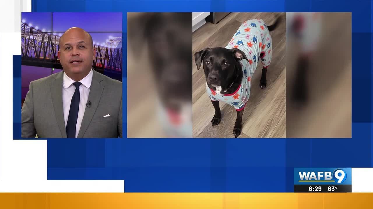 Service dog who saved veteran’s life gets life-saving cancer treatment in return