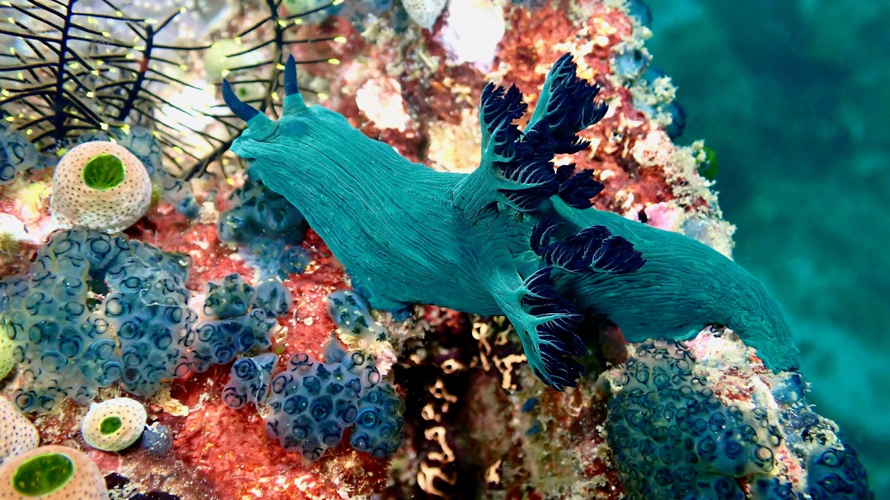 Anilao 2025 Part 2