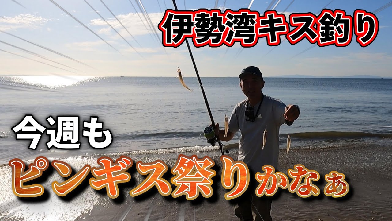 伊勢湾のキスもいよいよ終盤でしょうか？