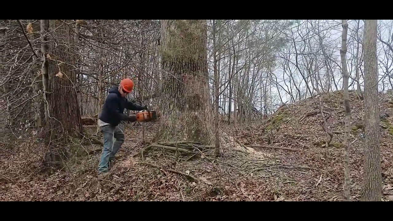 Cutting Timber and a landmark