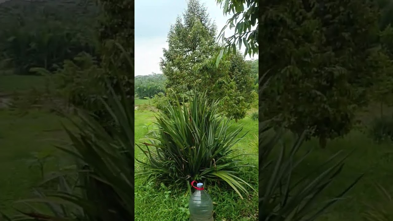 D jual kebun duren sangat bagus terawat lokasi bogor barat