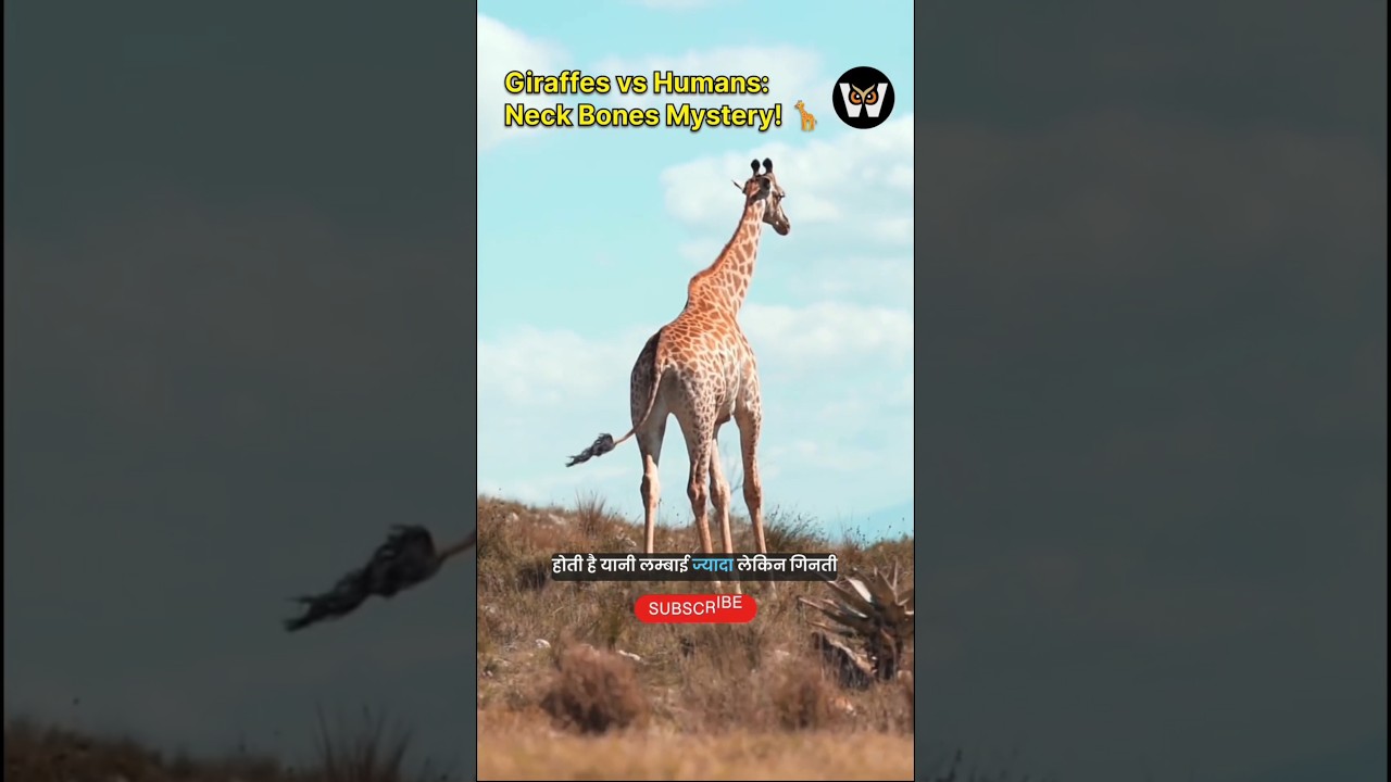The SHOCKING Truth About Giraffe Neck vs Humans!