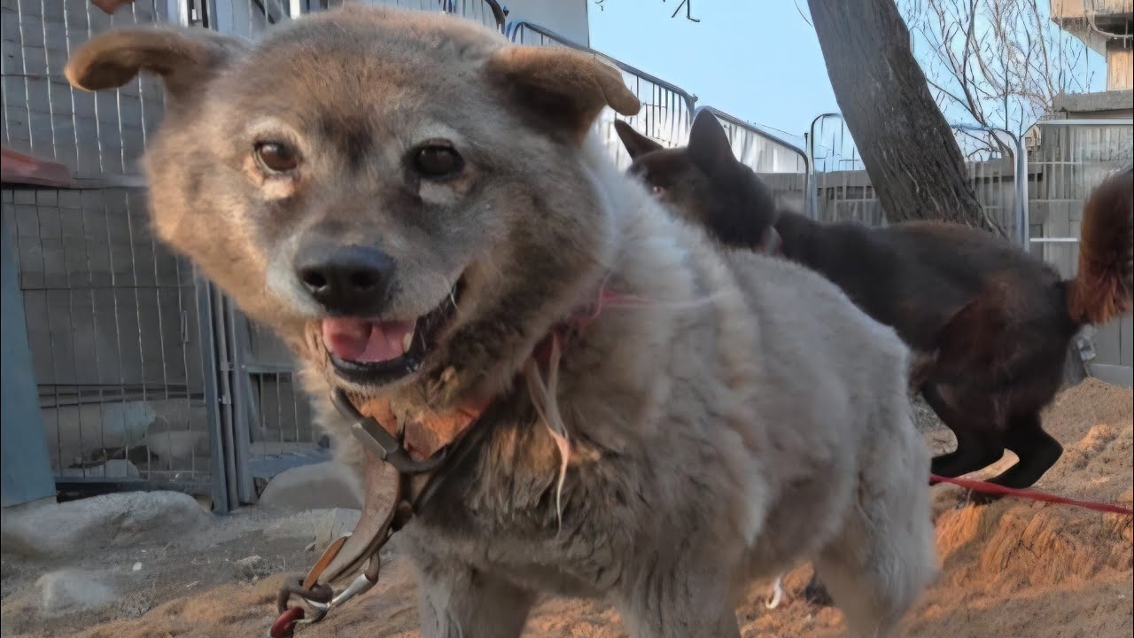 무거운 목밴드와 목줄을 풀어주니까 험상궂게 짖던 개가 웃게 되었어요