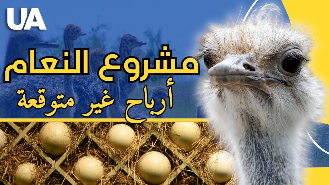 اكتشف أسرار تربية النعام في أوكرانيا! مشروع مربح 🥚