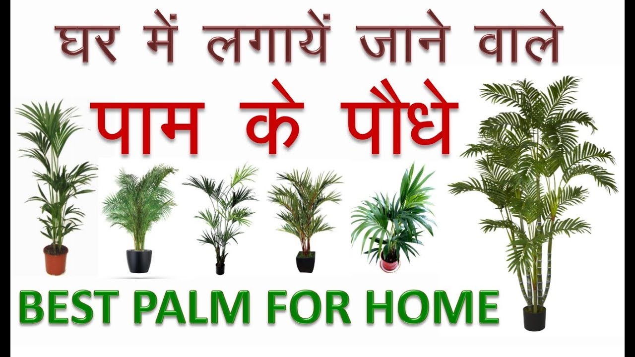Best Palm For Home And Garden || घर आंगन में लगने वाले पाम