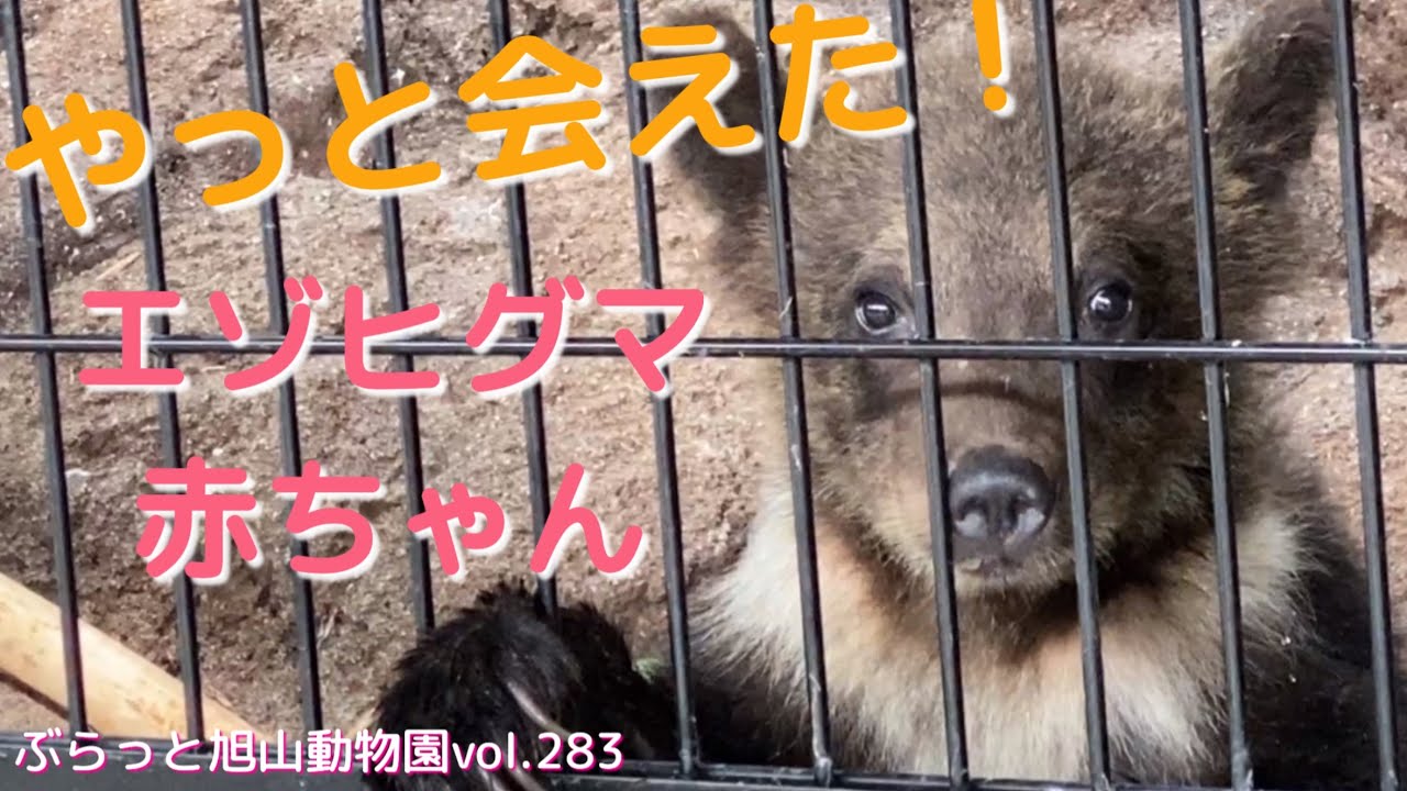 保護熊にやっと会えた！親熊とはぐれてしまったエゾヒグマの赤ちゃんvol283@旭山動物園/finally met! A protected Ezo brown cute bear baby