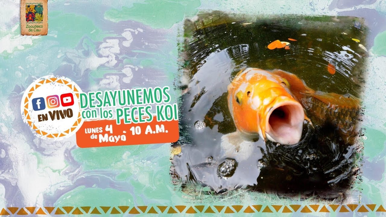 #EnVivo: Desayunemos con los peces koi