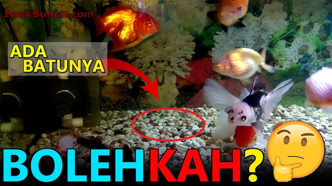 Bolehkah Pasang Batu dan Tanaman di Aquarium Ikan Mas Koki? 🤔