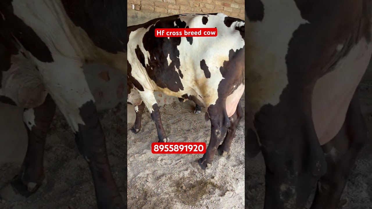Hf cross breed cow# milk capacity 25+#3rd taimer #dairyfarm #baffalo #sahiwal #gir#trending