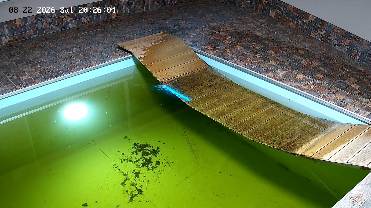 Angel Valley Farm LIVE 24/7 🟢 Relaxing Capybara Pool Stream 🐹💦