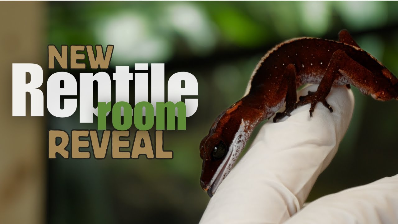 Revealing a NEW Reptile(room)
