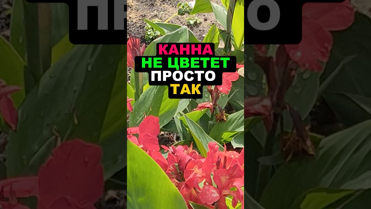 Канна не цветет просто так #секреты #огород #дача #сад #цветы #канна