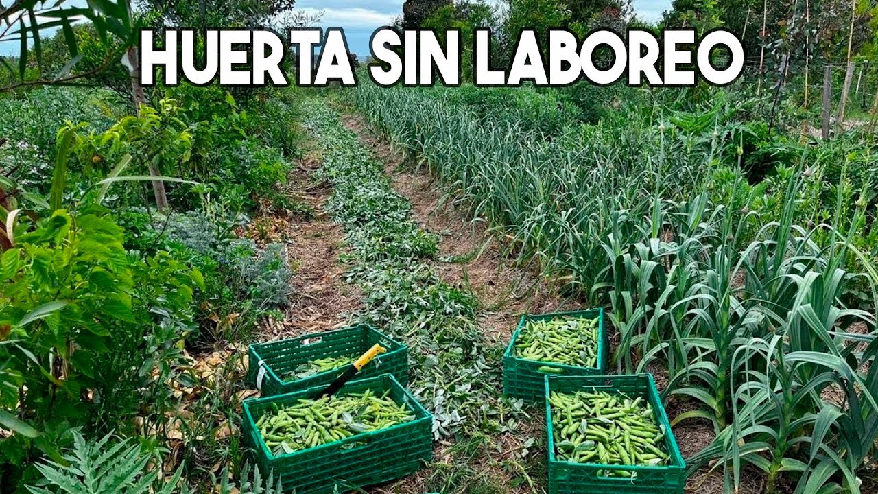 HUERTA SIN LABOREO en el Bosque Sintrópico de Alimentos