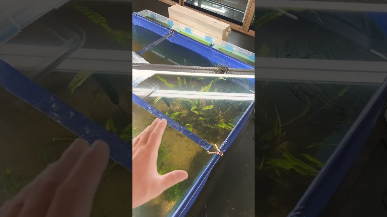 What To Do if Your Cryptcoryne Plant Melts in Your Aquarium