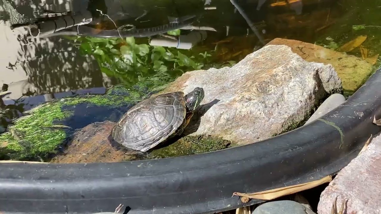 A Turtle for the pond! Feb 25, 2026