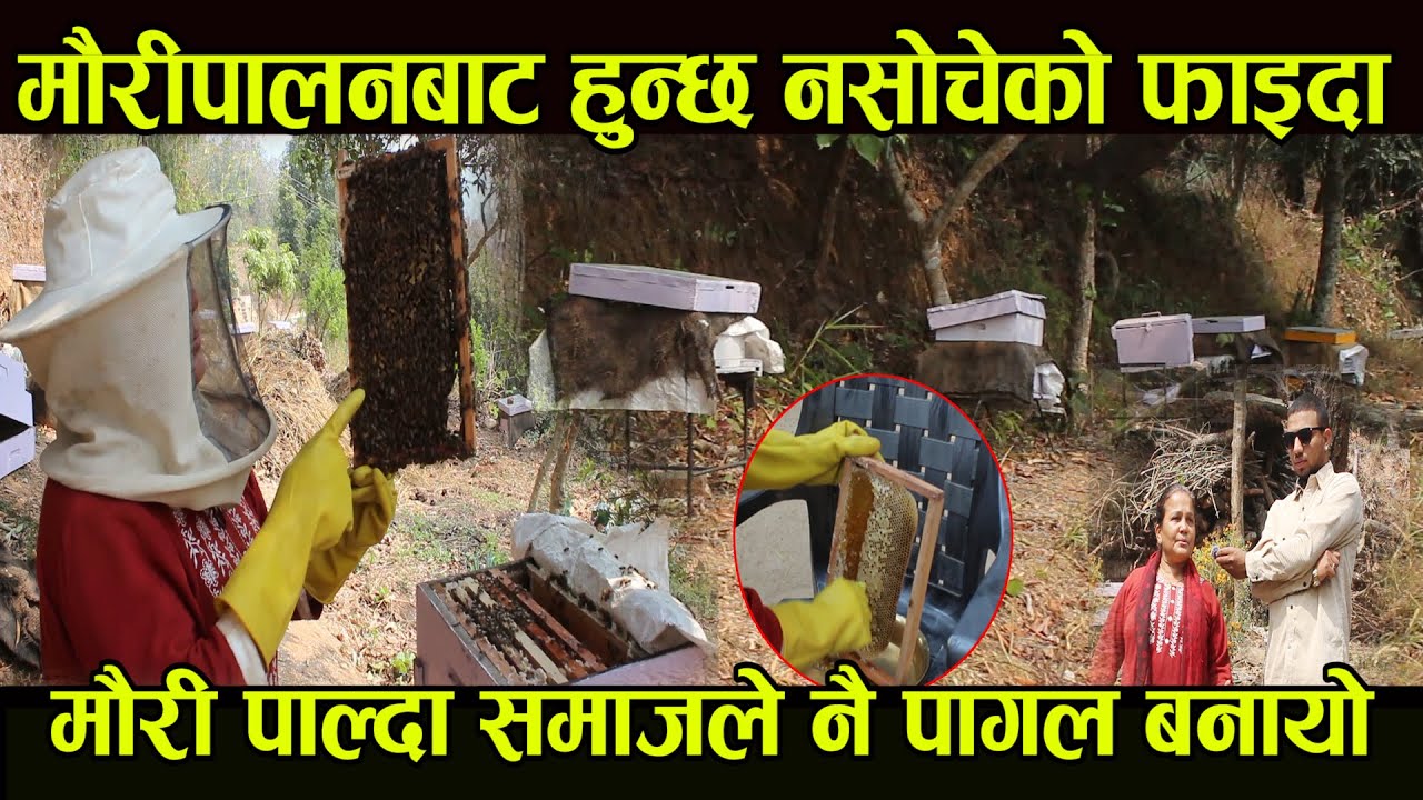 मौरीपालनबाट हुन्छ नसोचेको फाइदा मौरी पाल्दा समाजले नै पागल बनायो honey producation