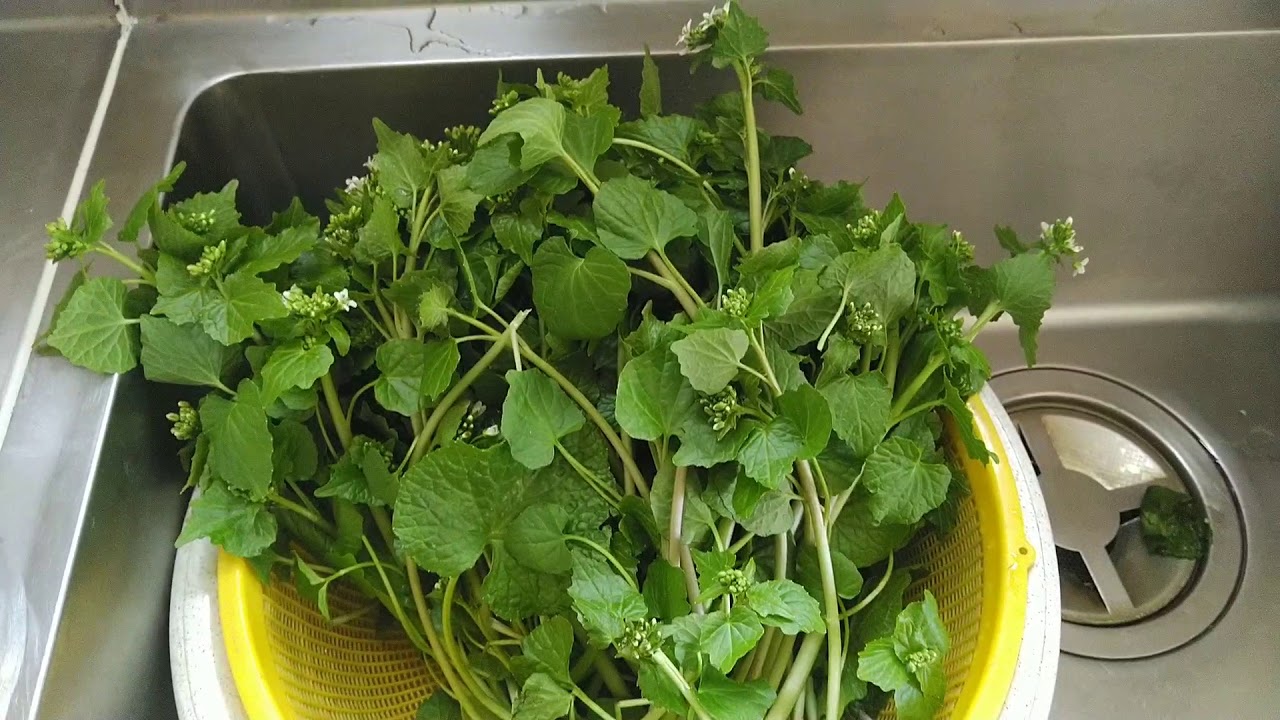 花ワサビ採ったゾッと