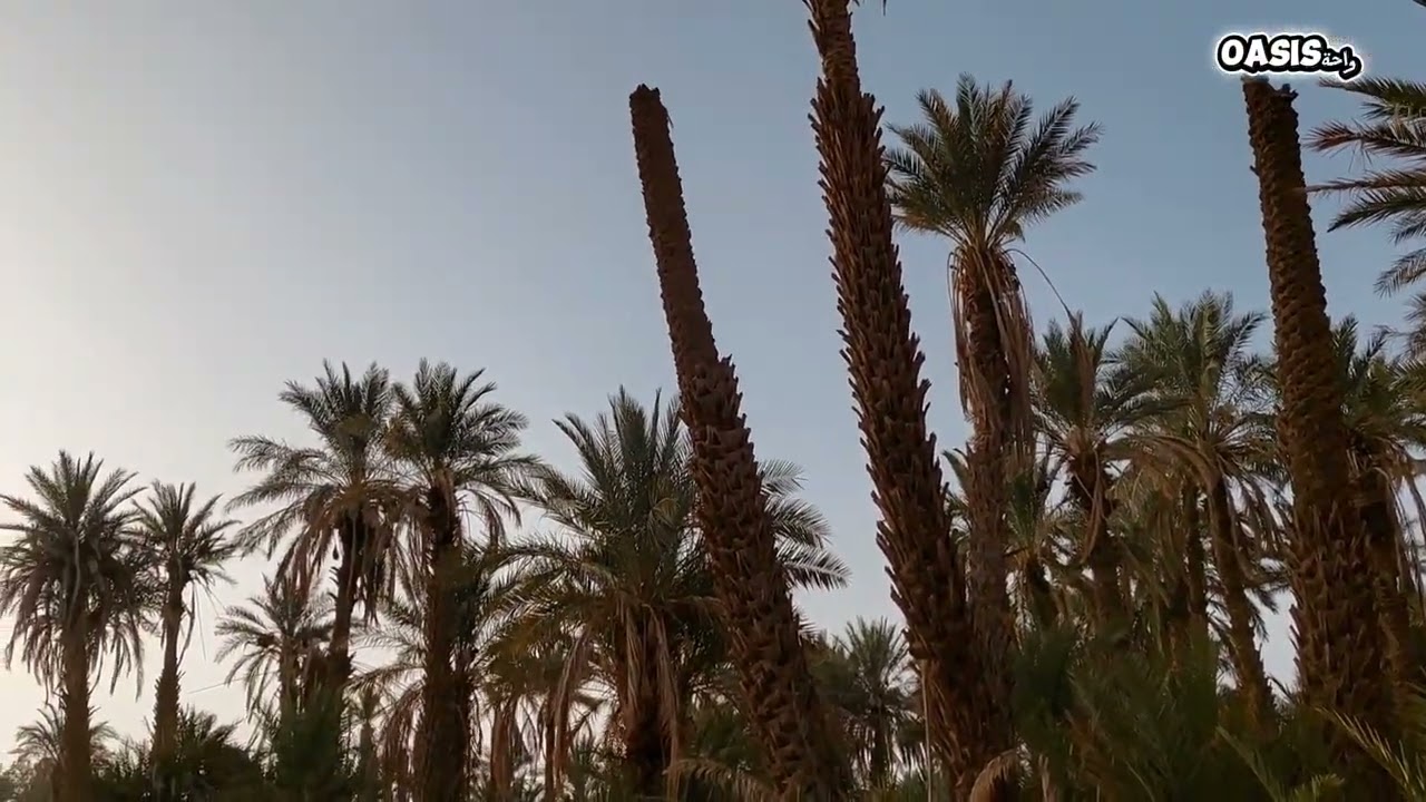 #واحة #طبيعية #هدوء #سكينة 