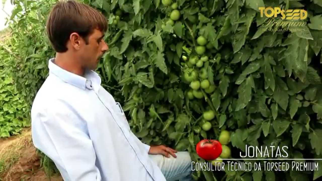 DIA DE CAMPO TOMATE HÍBRIDO SERATO F1 - PATY DO ALFERES - 14 NOV