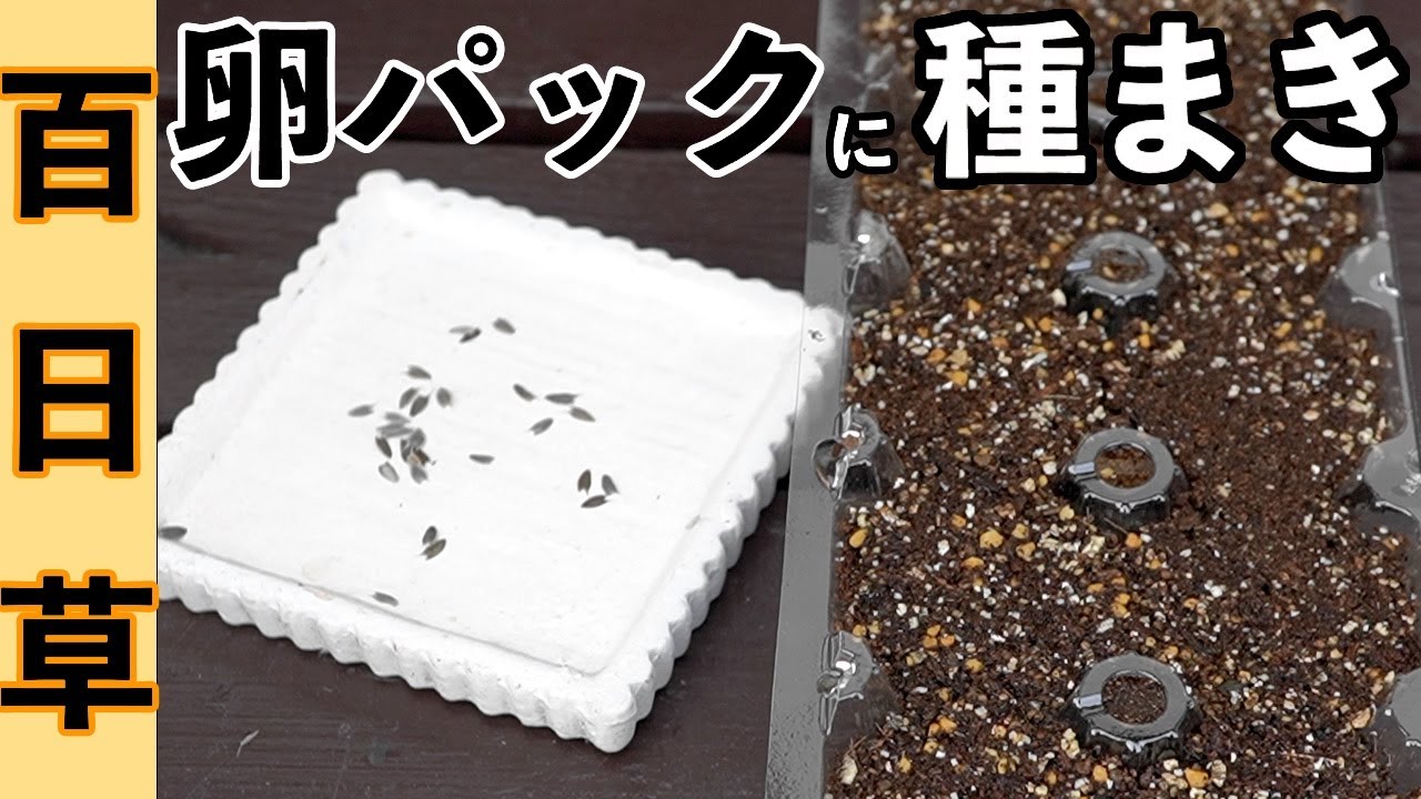 百日草 ザハラ ラズベリーレモネードを卵パックに種まきしました（４月）