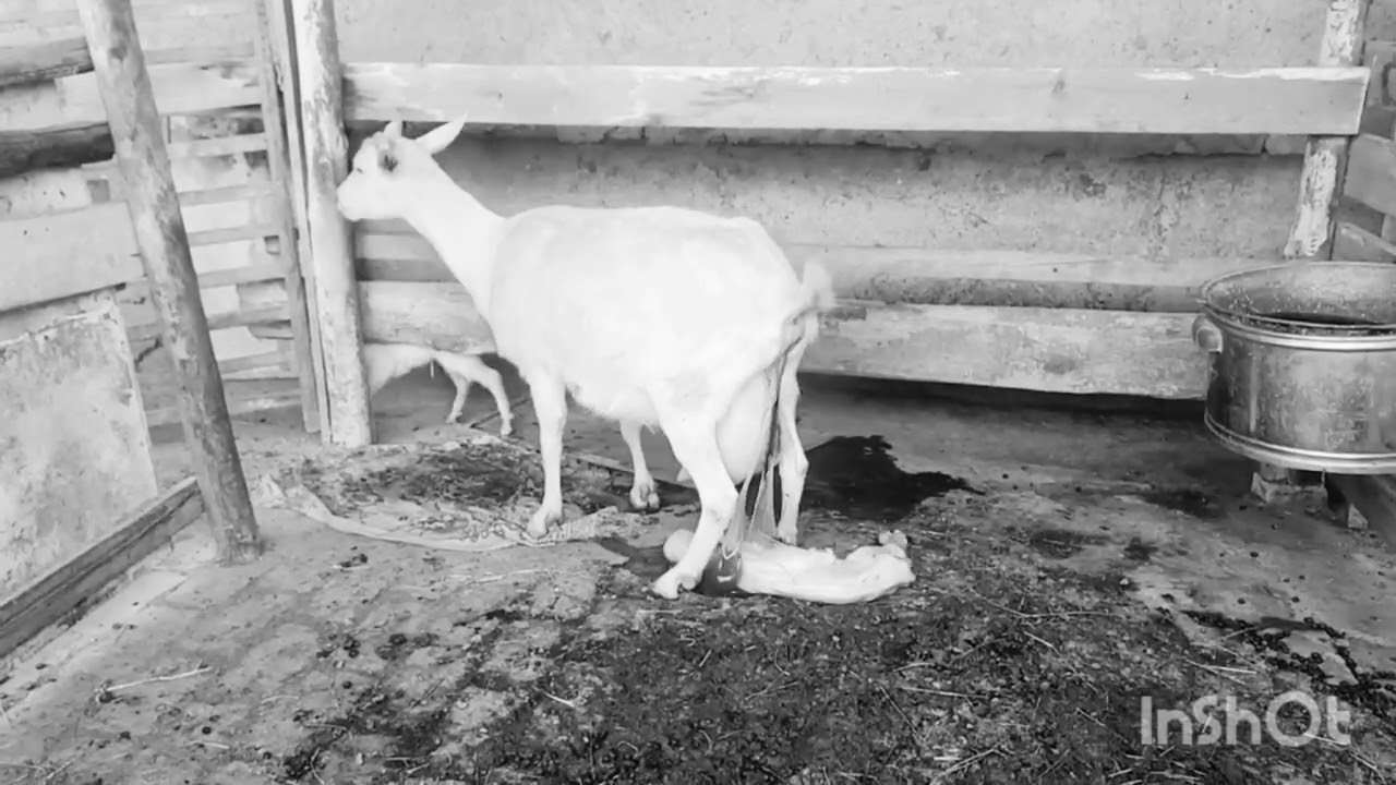 Тоза қонли Австриядан келган Занин эчки боласи, 8 литрли она боласи томоша сотилмайди