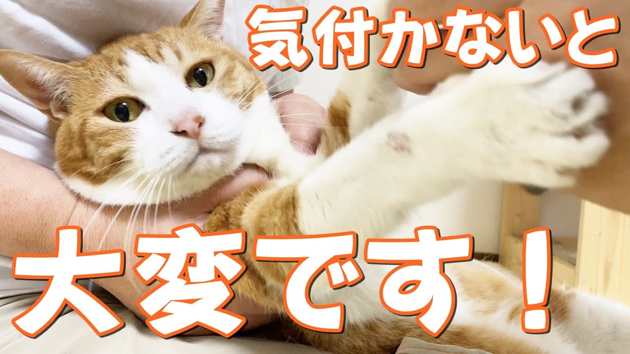 シニア猫の大きくなった爪の切り方