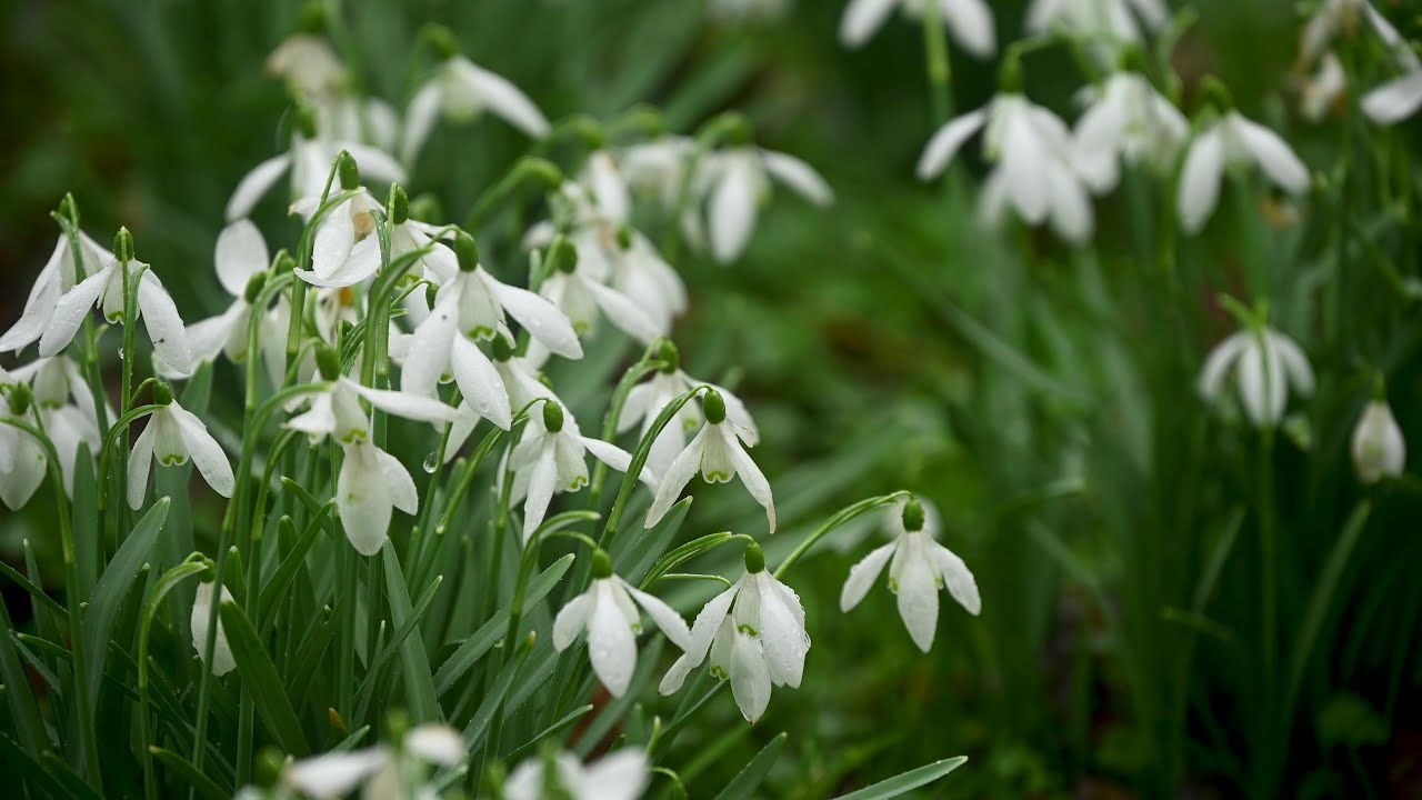 Snowdrops - The First Spring Flowers - 1Hour of Ambient Music for Relaxation and Mindfulness