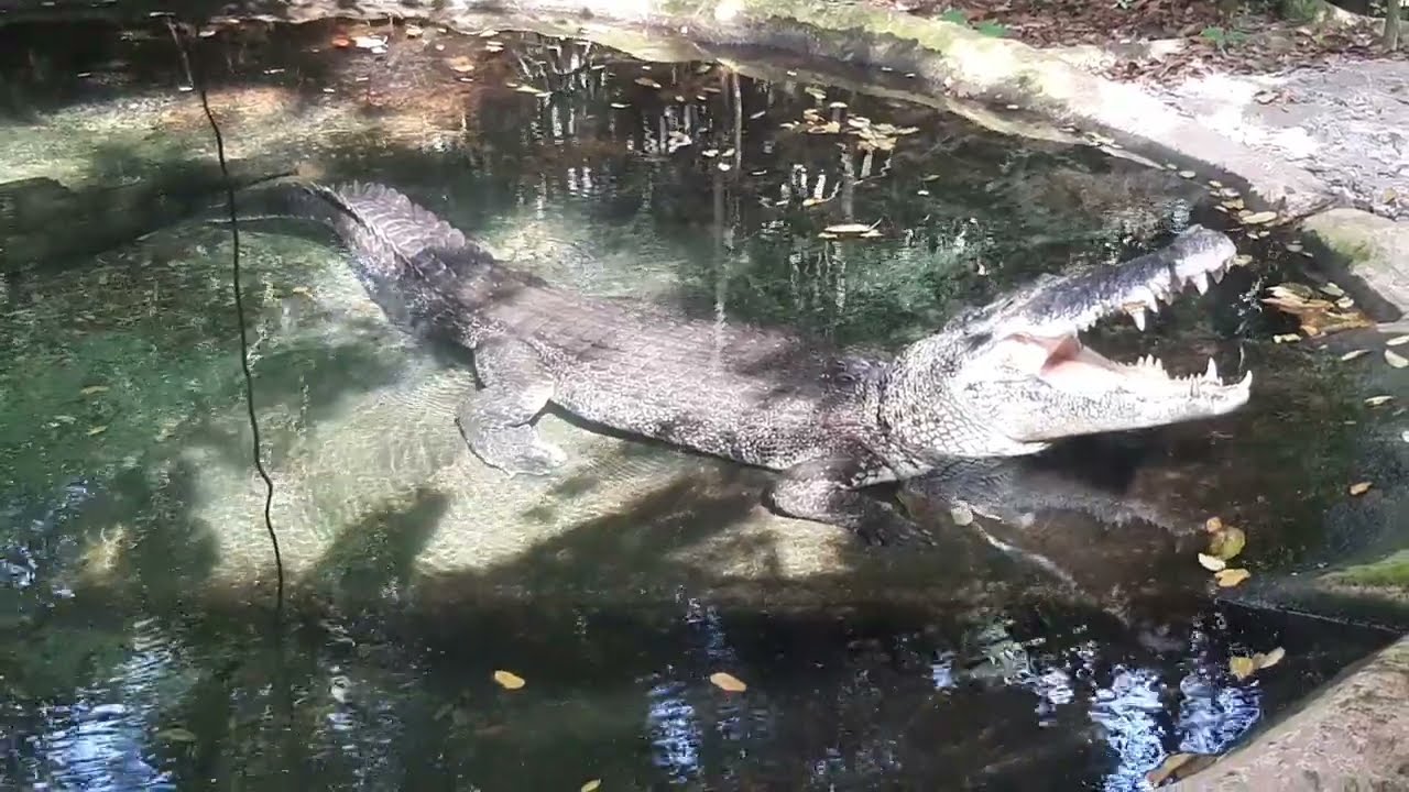 Saltwater Crocodile | Singapore Zoo