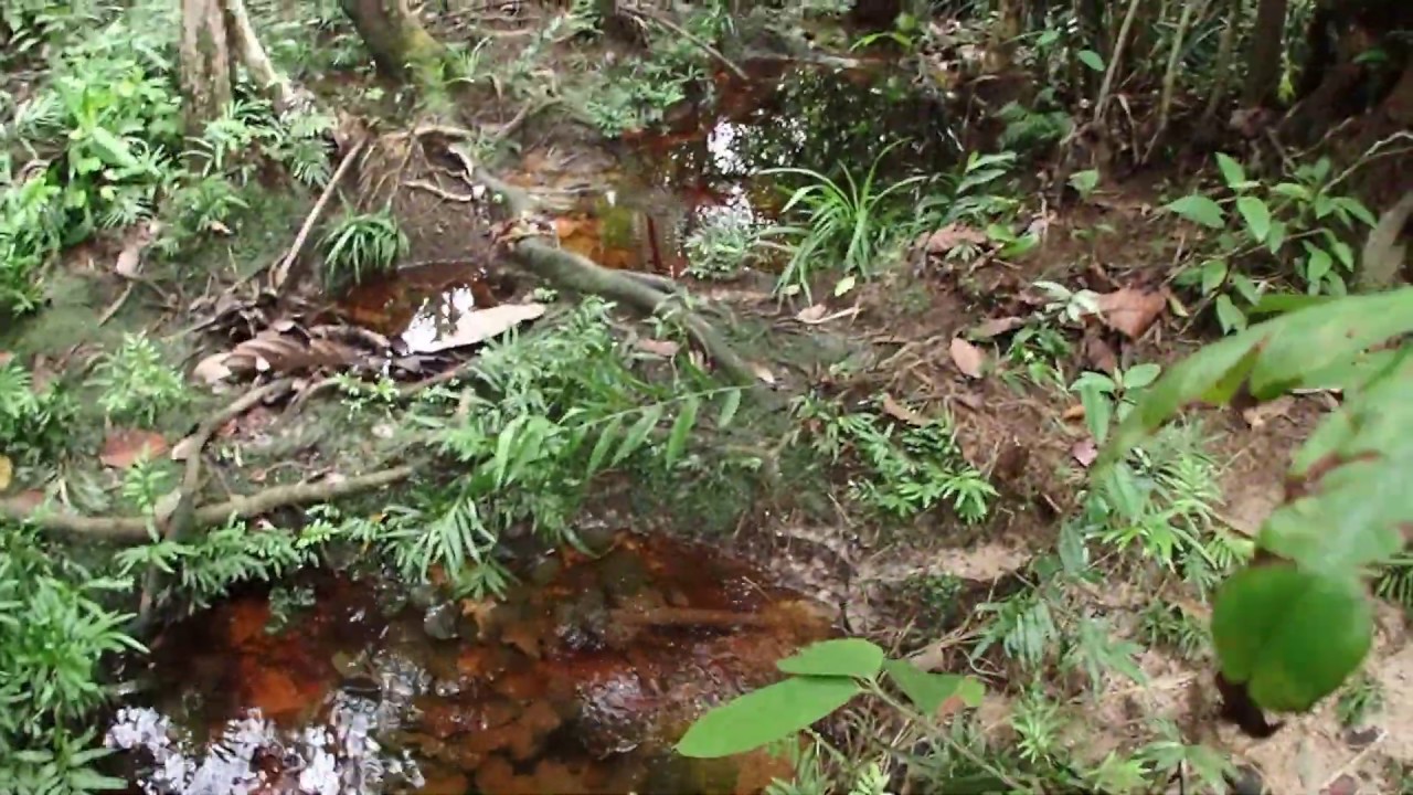 No.36 Habitat of Betta rubra 
