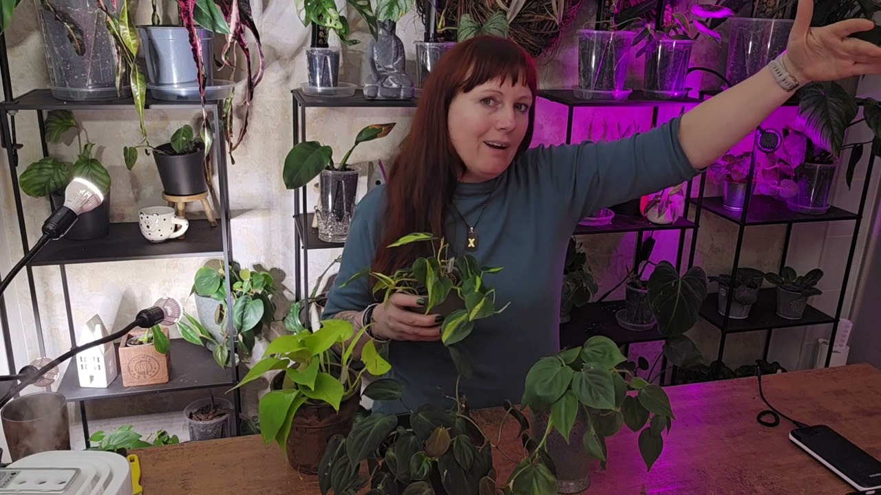 150 Epipremnum mix a jak o něj pečovat.