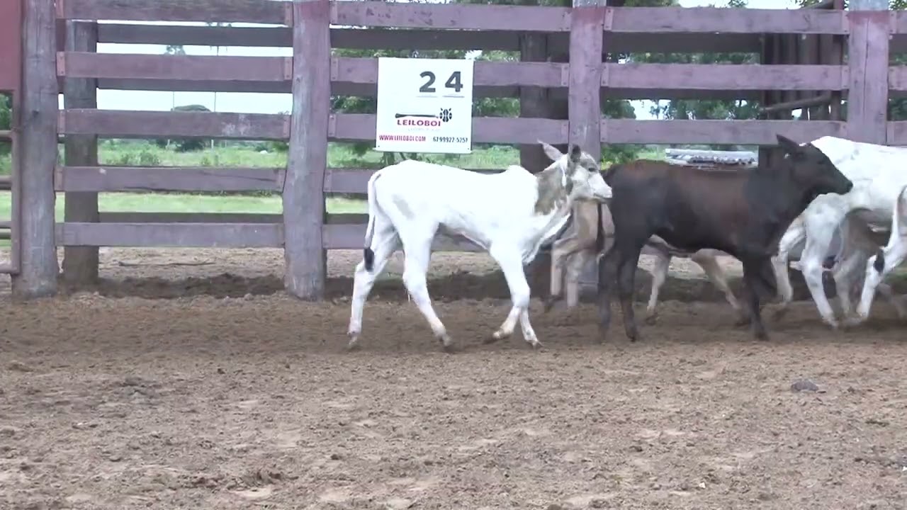 LOTE 24 - 142 VACAS NELORE PAR. 39M/46F - 160 KM MIRANDA/MS - EMB. NOVO HORIZONTE