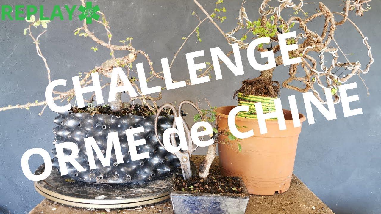 Faire un bonsai avec un orme de chine (challenge)