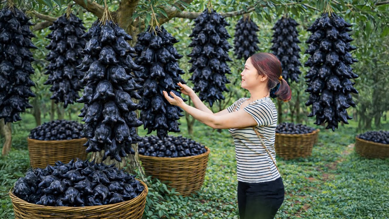 Harvesting Strange Sour Wild Berries From Tall Tree, Sold Out Fast At Market | How To Eat