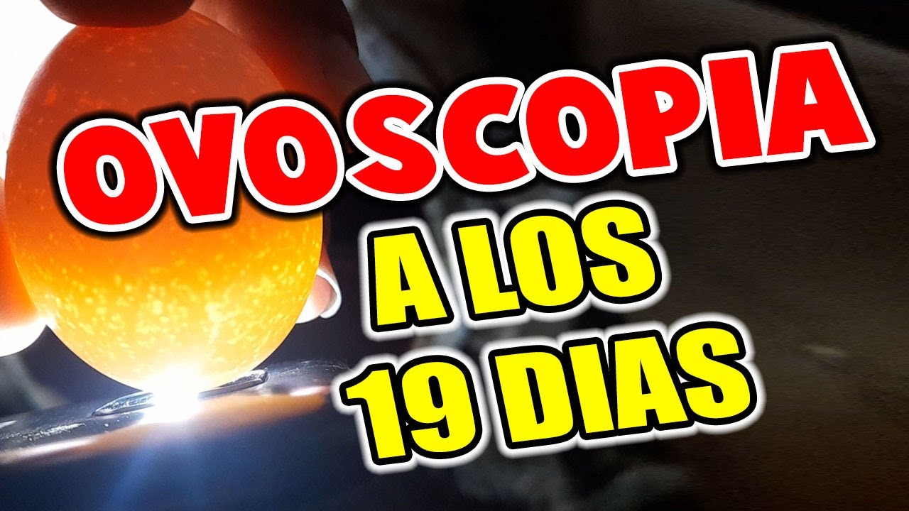 Le Hago La Ovoscopia A Los Huevos De Mi Gallina Olivia En El Día #19 De Formación