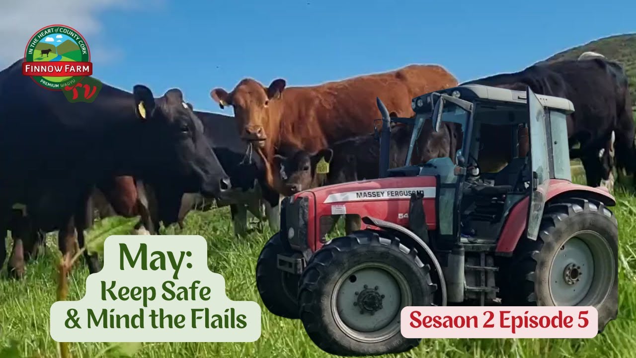 Keep Safe and Mind the Flails! May: S2E5 #wagyu #farm #finnowfarm #farming #farmlife #beef #japanese