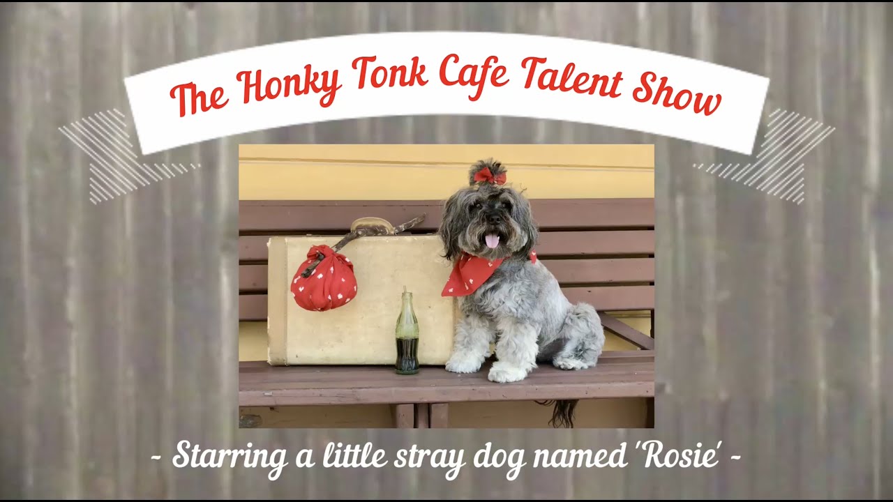 2023 AKC Trick Dog Virtual Competition Entry - Rosie