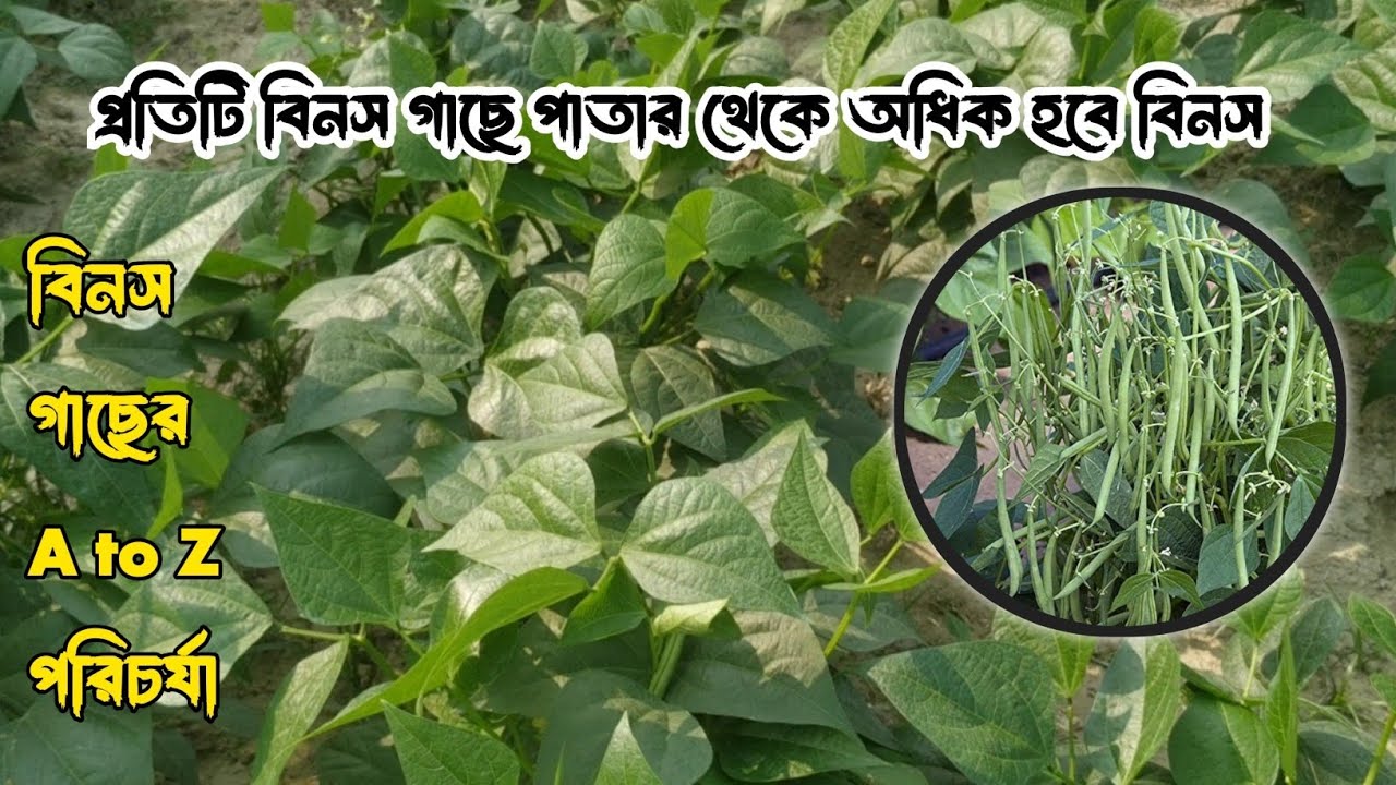 বিনস চাষের A to Z পরিচর্যা বীজ বপন থেকে ফসল তোলা পর্যন্ত বিভিন্ন রোগ দমন ও অধিক ফলনে সঠিক পরিচর্যা