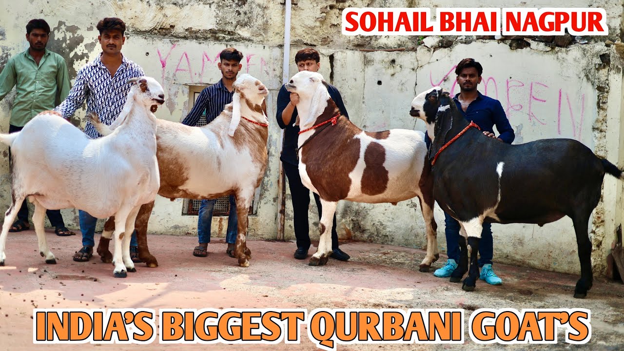 India’s Biggest Goat’s At Sohail Bhai Nagpur