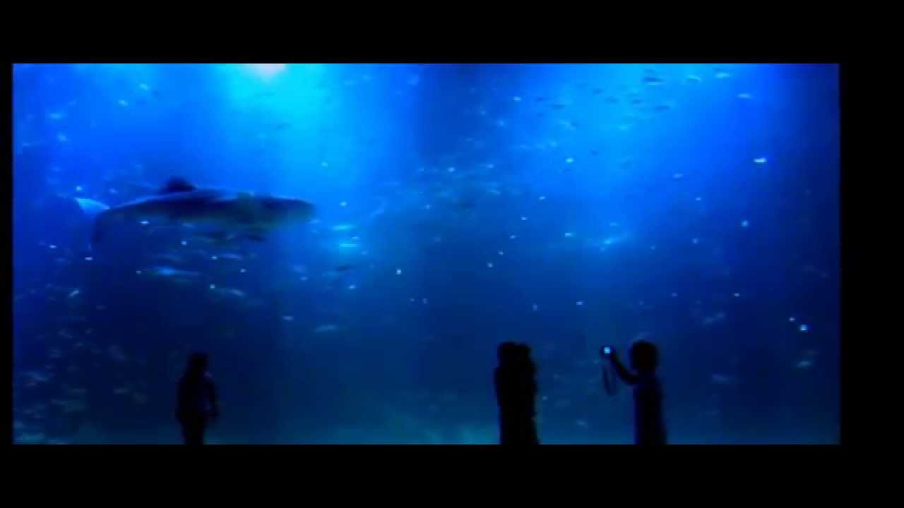 아쿠아플라넷 제주(JEJU AQUAPLANET)_ The Biggest Aquarium in Asia