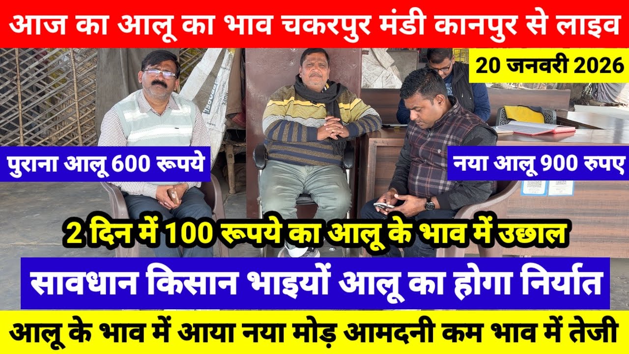 20 जनवरी // आज का आलू का भाव चकरपुर मंडी कानपुर से आलू के भाव में आया नया मोड़ आमदनी कम भाव में तेजी