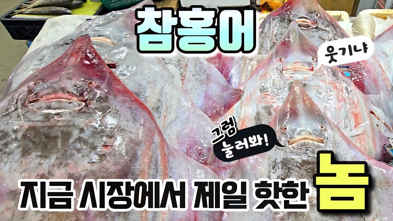참홍어 뜨자 시장 폭발! 지금이 구매 대찬스! 생으로도 먹고 삭혀서도 먹는 최고의 건강식 참홍어~~~