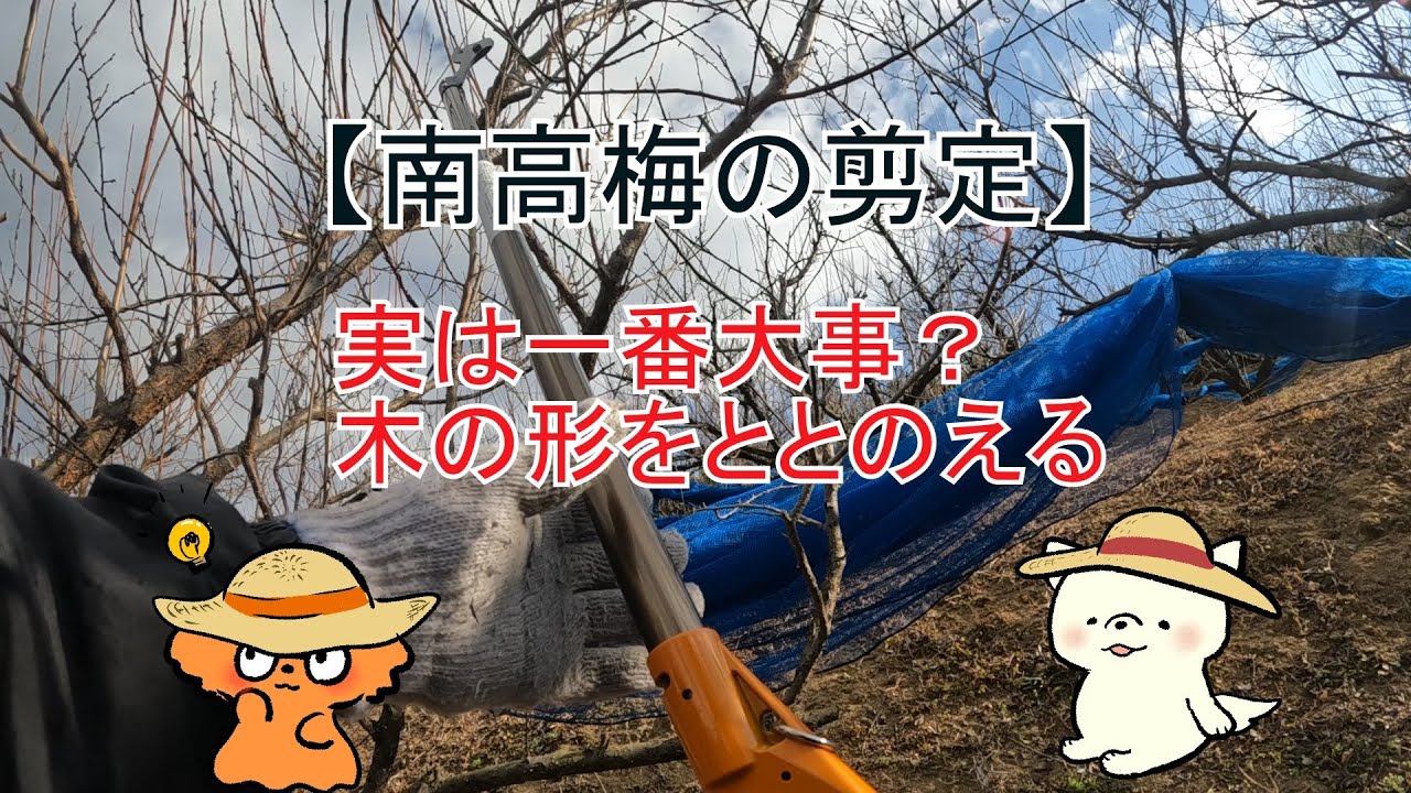 【南高梅の剪定体験】木の形をととのえよう